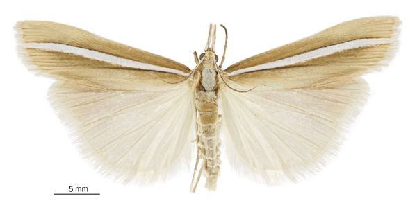 File:Orocrambus crenaeus male.jpg