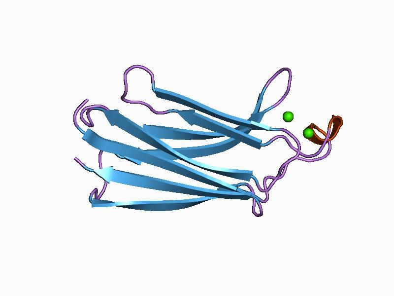 File:PDB 1bci EBI.jpg