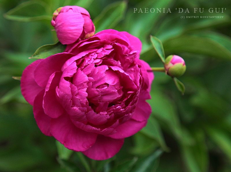 File:Paeonia Da Fu Gui.jpg