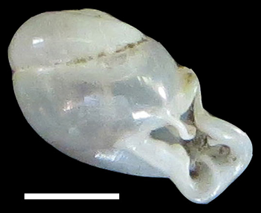 File:Perrottetia hongthinhae shell.png