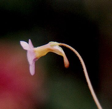 File:Pinguicula filifolia flower (side view).jpg