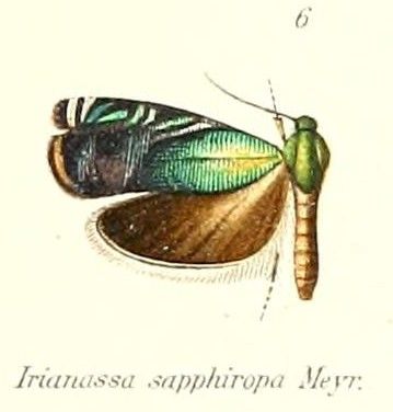 File:Pl.1-06-Irianassa sapphiropa Meyrick, 1905.jpg