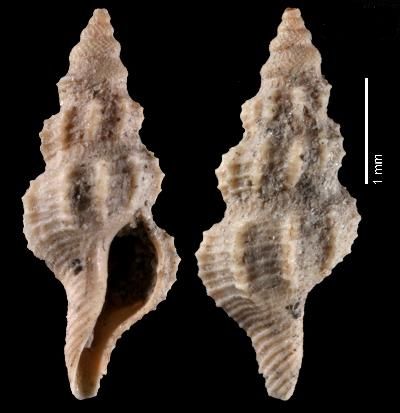 File:Pleurotomella bateroensis 002.jpg