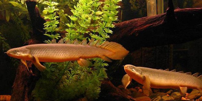 File:Polypterus senegalus (male and female).jpg