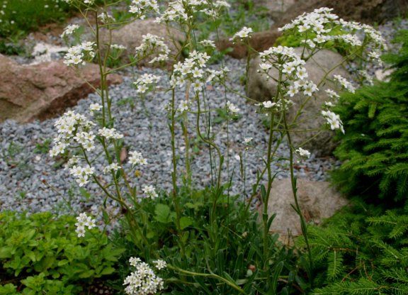 File:Saxifraga-cotyledon-total.JPG