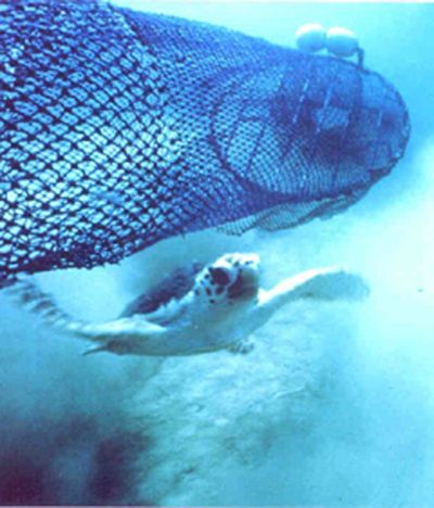 File:Sea turtle escaping a shrimp net.jpg