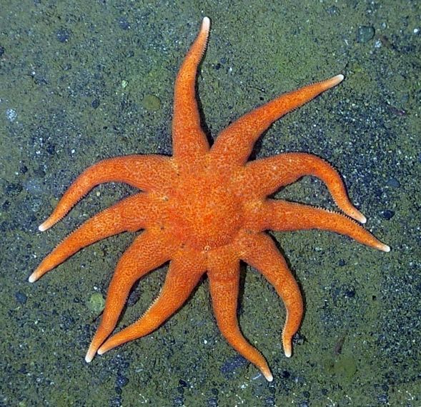 File:Solaster paxillatus - 01.jpg