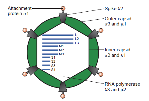 File:Structure of the reovirus virion.png