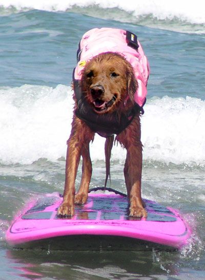 File:Surf Dog Ricochet surfing.jpg