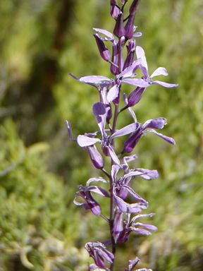 File:Thelypodium howellii spectabilis.jpg