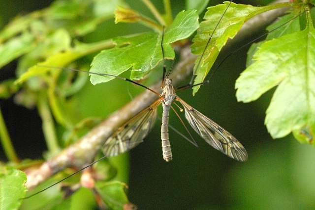 File:Tipula.subnodicornis.-.lindsey.jpg