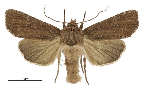 File:Tmetolophota micrastra male.jpg