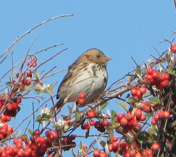 File:Zonotrichia querula Point Isabel.jpg