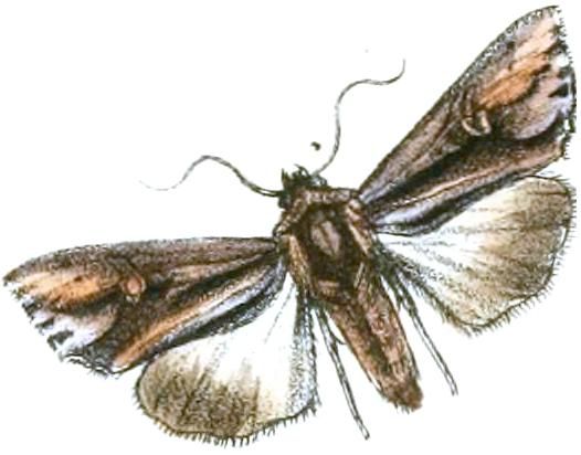 File:Actinotia intermediata.JPG