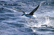 File:Albatross hook.jpg