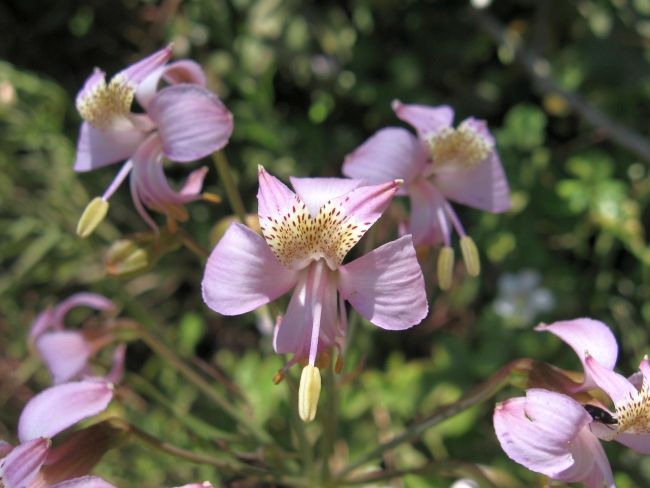 File:Alstroemeria revoluta Ruiz. y Pav. (2884616692).jpg