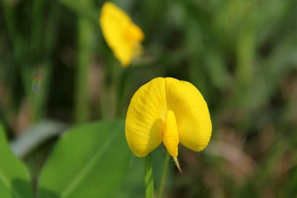 File:Arachis duranensis2.jpg