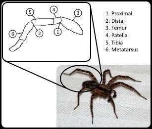 File:Arachnid Leg Diagram.jpg