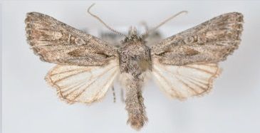 File:Aseptis serrula male.jpg