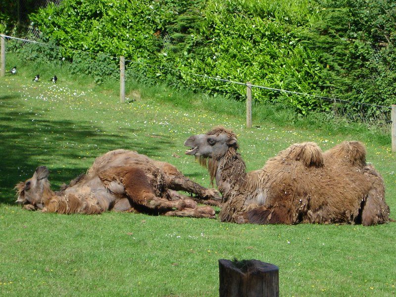 File:Bactrian camel pz.jpg