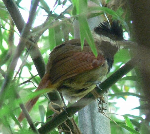 File:Biatas nigropectus Kristina Cockle.jpg