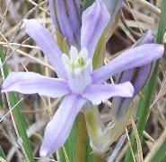 File:BlueFunnelLily plant (cropped).png