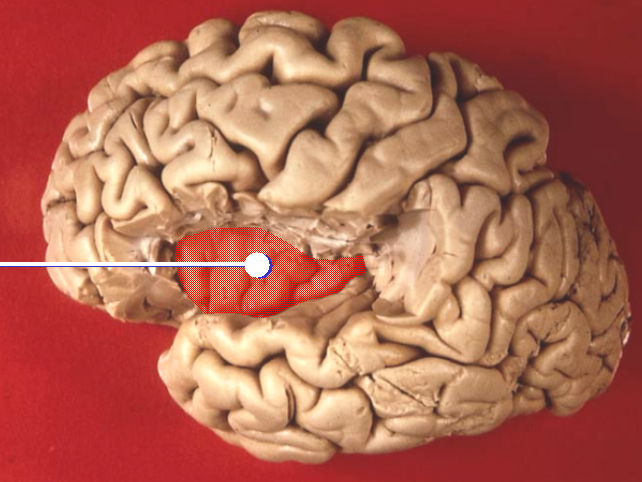 File:Brain lobes - insular lobe.png