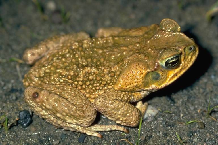 File:Bufo marinus01b.jpg