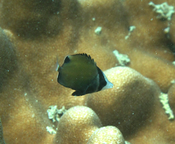 File:Chaetodon nigropunctatus juvenil.png