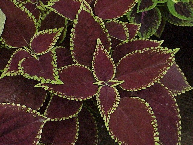 File:Coleus sp.6.jpg