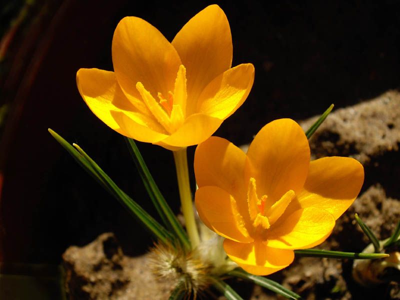 File:Crocus ancyrensis 3.JPG