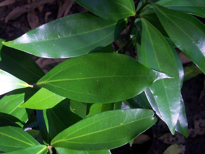 File:Cryptocarya laevigata - leaves.jpg