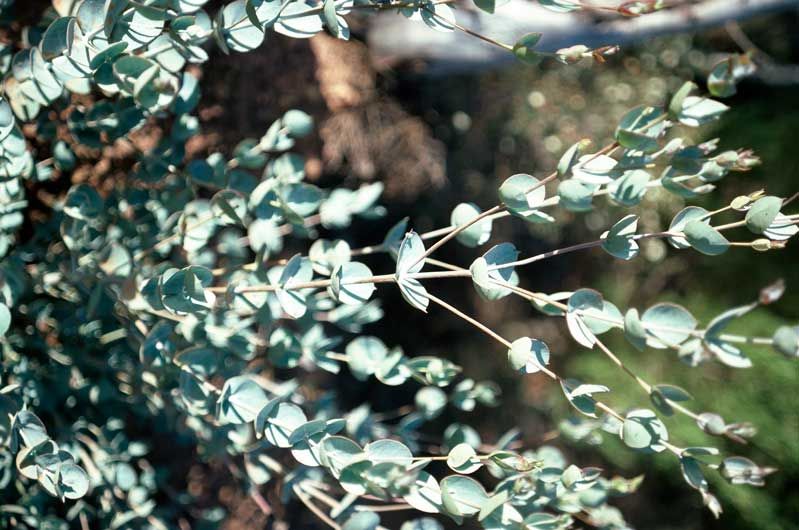 File:Eucalyptus albida juvenile leaves.jpg