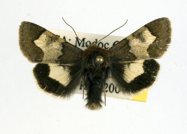 File:Heliothis proruptus.jpg