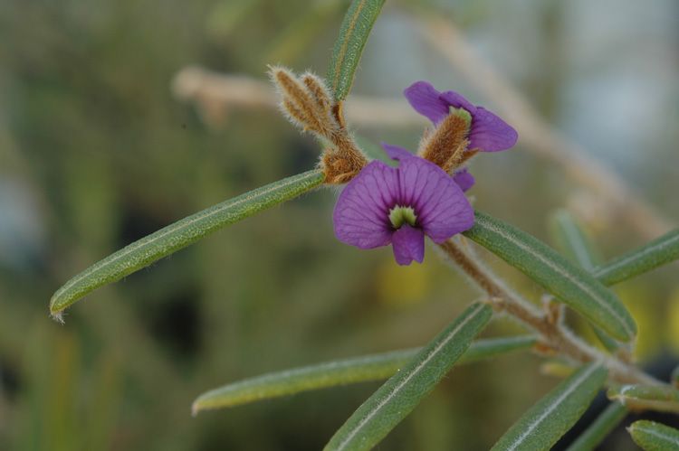 File:Hovea speciosa.jpg