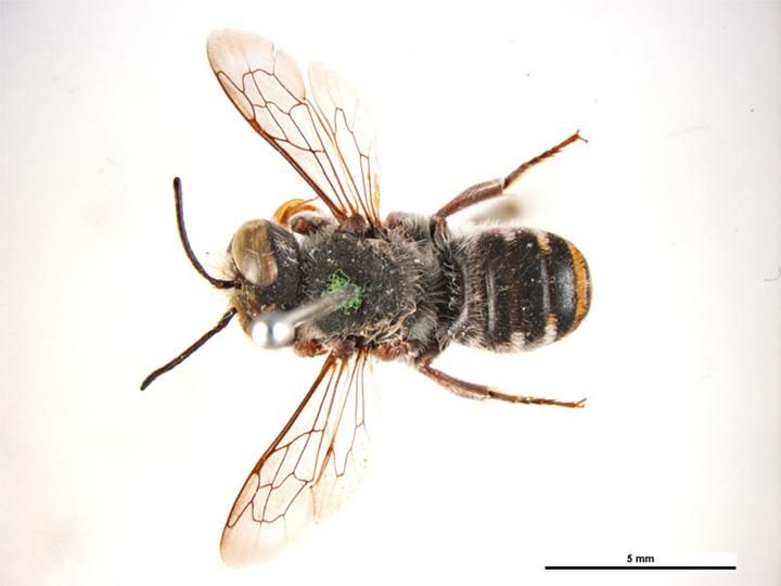 File:Megachile rottnestensis f.jpg