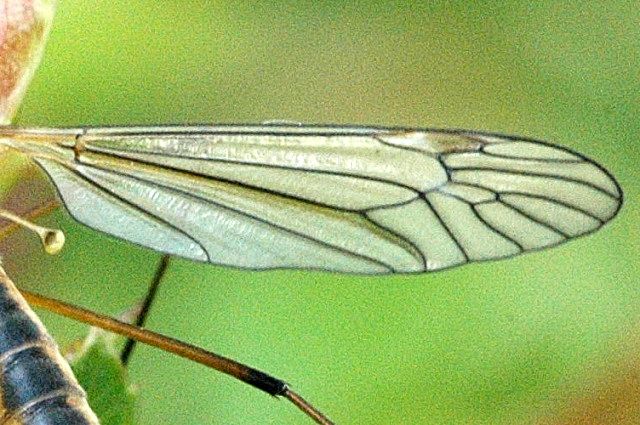 File:Nephrotoma.appendiculata.wing.detail.jpg