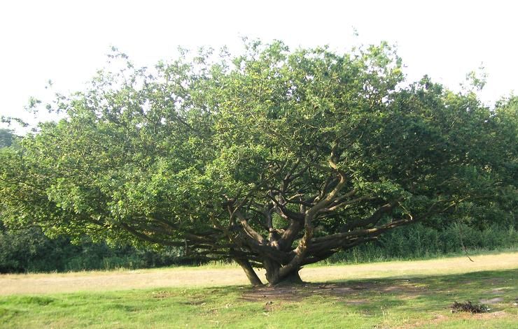 File:Nomansland climbing tree.jpg