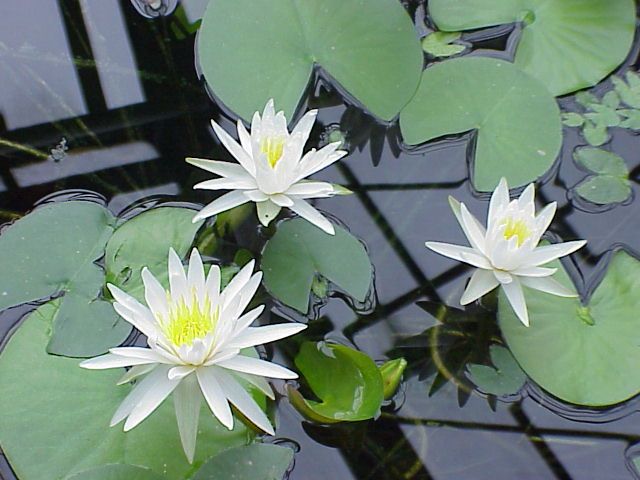 File:Nymphaea odorata1.jpg