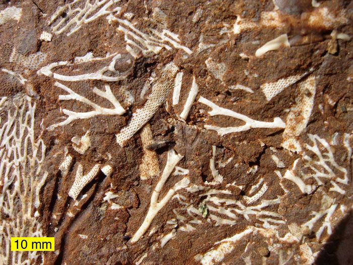 File:OilShaleFossilsEstonia.jpg