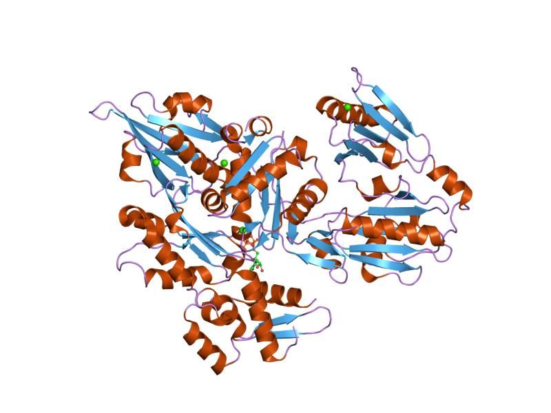 File:PDB 1rgi EBI.jpg