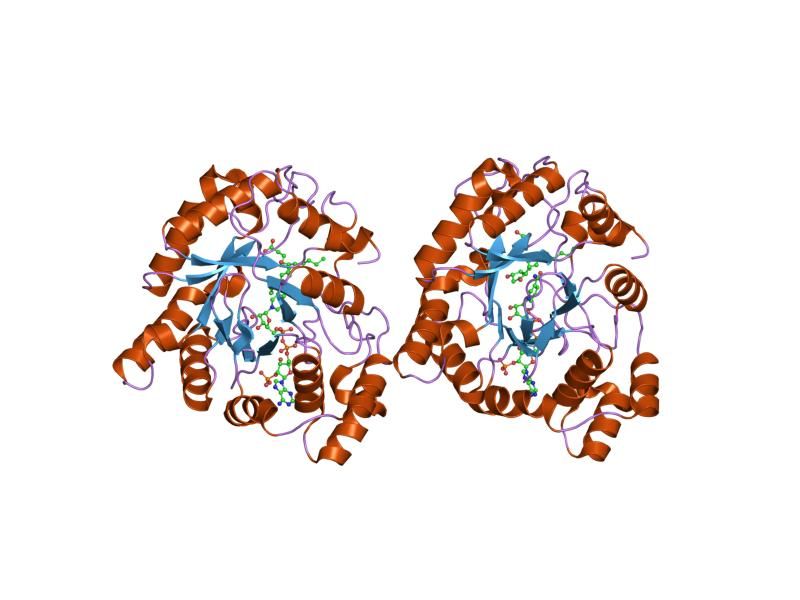 File:PDB 1ry0 EBI.jpg