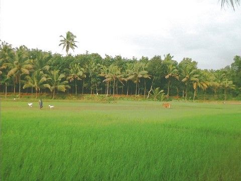 File:PaddyFieldKerala.jpg