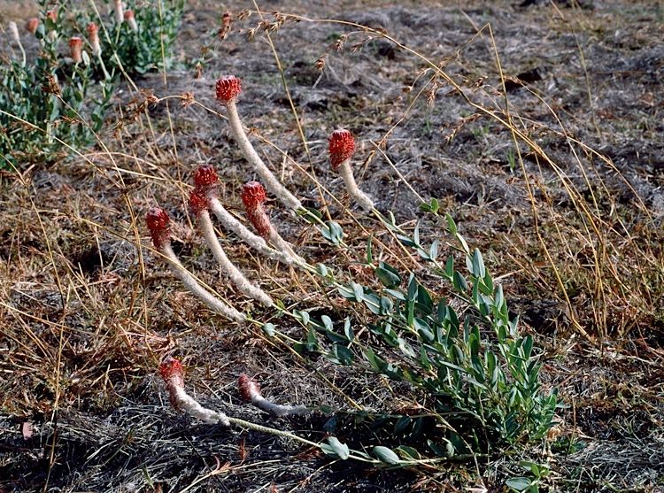 File:Pimelea decora habit.jpg