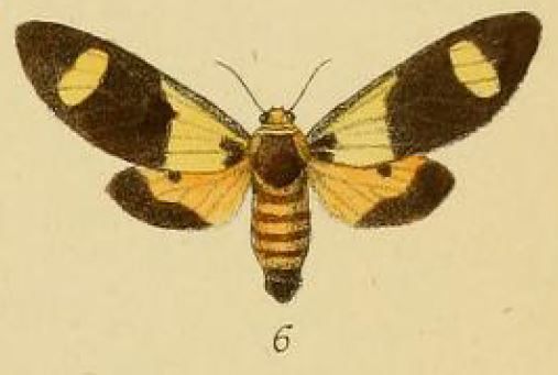 File:Pl.2-06-Casphalia picta Schaus & Clements 1893.JPG