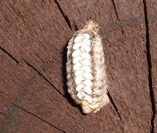 File:Praying mantis egg pod1.jpg