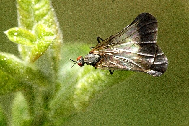 File:Rhamphomyia.marginata.female.jpg