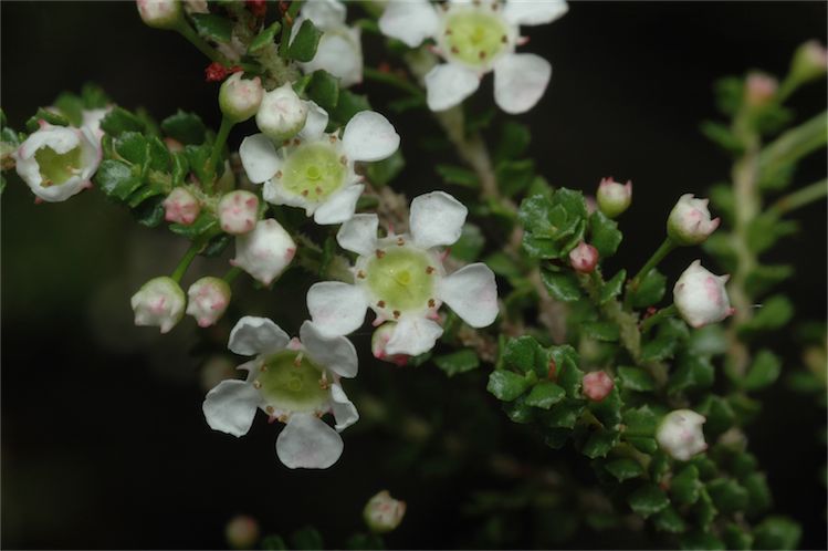 File:Sannantha cunninghamii.jpg