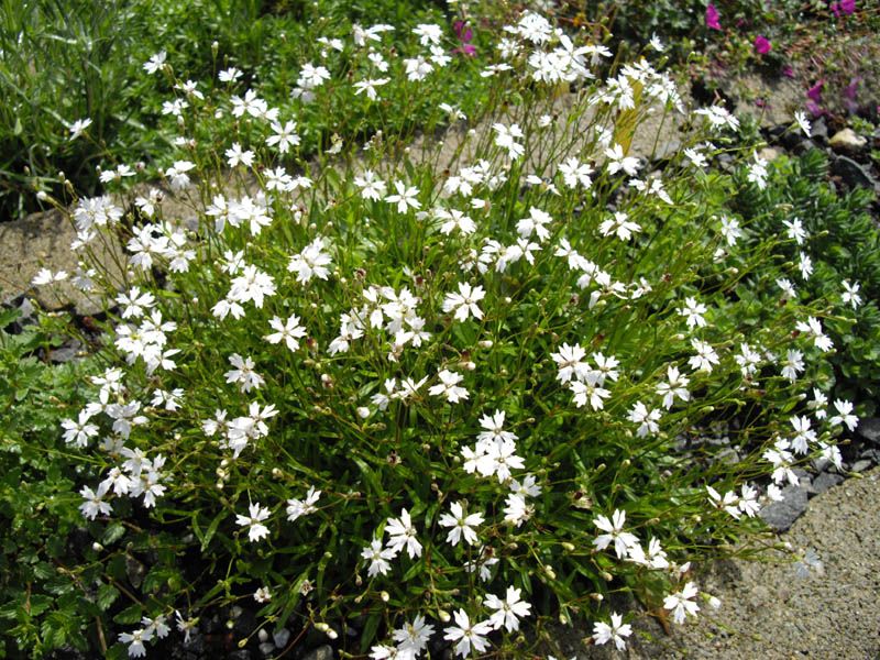 File:Silene alpestris 3.JPG