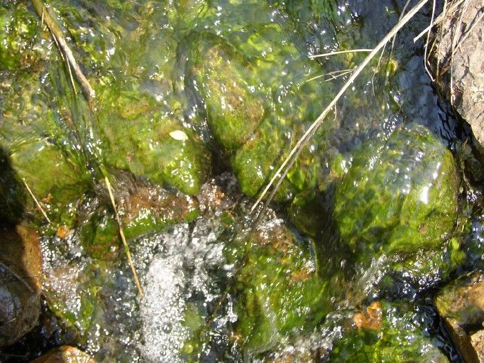 File:Slime on the cobbles of a streambed.jpg